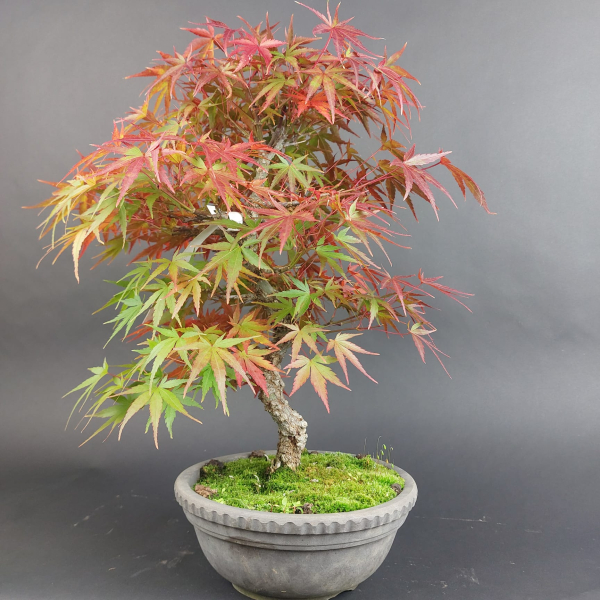 Bonsai - Fächerahorn, Acer Palmatum Arakawa
